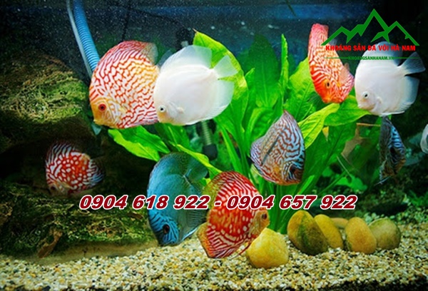 Mô hình trang trí bể cá  Khoáng Sản Đá Vôi Hà Nam
