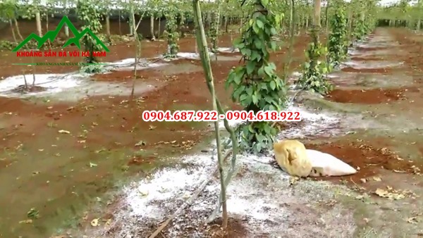 Vôi nông nghiệp bón hồ tiêu